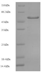 Greater than 90% as determined by SDS-PAGE.Recombinant Human Tyrosine-Protein Phosphatase Non-Receptor Type Substrate 1 (SIRPA) Protein (His-SUMO)