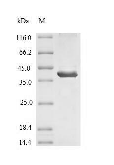 Greater than 90% as determined by SDS-PAGE.Recombinant Human Signal-Regulatory Protein Beta-1 (SIRPB1) Protein (His)