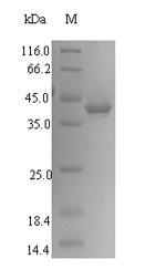 Greater than 90% as determined by SDS-PAGE.