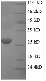 Greater than 90% as determined by SDS-PAGE.