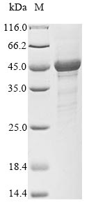 Greater than 90% as determined by SDS-PAGE.Recombinant Human S-Phase Kinase-Associated Protein 1 (SKP1) Protein (GST)