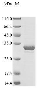 Greater than 85% as determined by SDS-PAGE.Recombinant Human Slam Family Member 6 (SLAMF6) Protein (His&Myc)