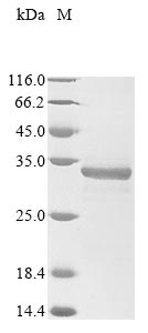 Greater than 85% as determined by SDS-PAGE.Recombinant Human Slam Family Member 7 (SLAMF7) Protein (His&Myc)
