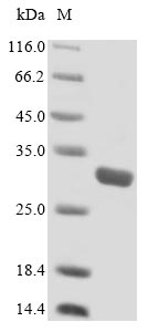 Greater than 85% as determined by SDS-PAGE.Recombinant Mouse Slam Family Member 7 (SLAMF7) Protein (His)