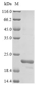 Greater than 85% as determined by SDS-PAGE.Recombinant Human Monocarboxylate Transporter 5 (SLC16A4) Protein (His)
