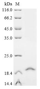 Greater than 85% as determined by SDS-PAGE.Recombinant Human Thiamine Transporter 1 (SLC19A2) Protein (His&Myc)