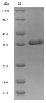 Greater than 90% as determined by SDS-PAGE.
