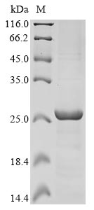 Greater than 85% as determined by SDS-PAGE.Recombinant Human Excitatory Amino Acid Transporter 1 (SLC1A3) Protein (His-KSI)