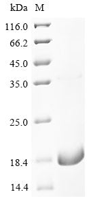 Greater than 85% as determined by SDS-PAGE.Recombinant Human Excitatory Amino Acid Transporter 1 (SLC1A3) Protein (His-KSI)