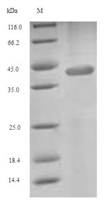 Greater than 90% as determined by SDS-PAGE.