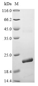 Greater than 85% as determined by SDS-PAGE.Recombinant Human Adp/Atp Translocase 3 (SLC25A6) Protein (His-KSI)