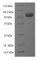 Greater than 90% as determined by SDS-PAGE.