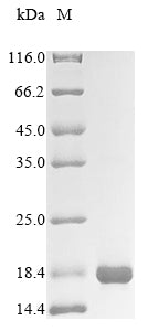 Greater than 85% as determined by SDS-PAGE.Recombinant Human Solute Carrier Family 2, Facilitated Glucose Transporter Member 1 (SLC2A1) Protein (His&Myc)