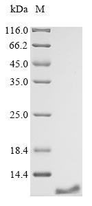 Greater than 85% as determined by SDS-PAGE.Recombinant Mouse Solute Carrier Family 2, Facilitated Glucose Transporter Member 1 (SLC2A1)