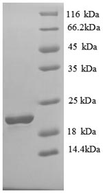 Greater than 90% as determined by SDS-PAGE.
