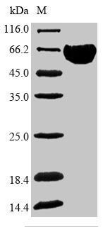 Greater than 90% as determined by SDS-PAGE.Recombinant Human Band 3 Anion Transport Protein (SLC4A1) Protein (His-SUMO&Myc)