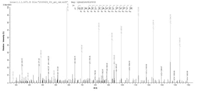 Based on the SEQUEST from database of E.coli host and target protein, the LC-MS/MS Analysis result of this product could indicate that this peptide derived from E.coli-expressed Homo sapiens (Human) SLC4A1.Recombinant Human Band 3 Anion Transport Protein (SLC4A1) Protein (His&Myc)