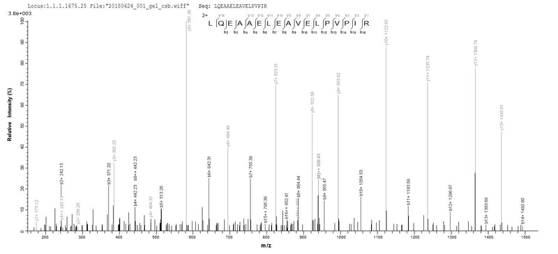 Based on the SEQUEST from database of E.coli host and target protein, the LC-MS/MS Analysis result of this product could indicate that this peptide derived from E.coli-expressed Homo sapiens (Human) SLC4A1.Recombinant Human Band 3 Anion Transport Protein (SLC4A1) Protein (His&Myc)
