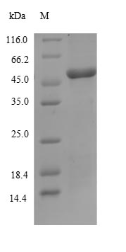 Greater than 90% as determined by SDS-PAGE.Recombinant Human Band 3 Anion Transport Protein (SLC4A1) Protein (His&Myc)