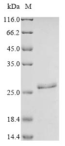 Greater than 90% as determined by SDS-PAGE.Recombinant Human Large Neutral Amino Acids Transporter Small Subunit 1 (SLC7A5) Protein (His-SUMO&Myc)