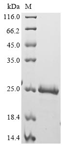 Greater than 90% as determined by SDS-PAGE.Recombinant Human Large Neutral Amino Acids Transporter Small Subunit 1 (SLC7A5) Protein (His-SUMO&Myc)