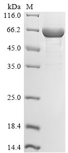Greater than 85% as determined by SDS-PAGE.Recombinant Human Schlafen Family Member 11 (SLFN11) Protein (His)