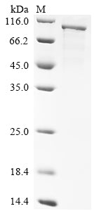 Greater than 85% as determined by SDS-PAGE.Recombinant Human Schlafen Family Member 11 (SLFN11) Protein (His)