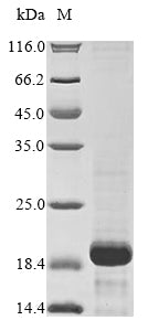 Greater than 85% as determined by SDS-PAGE.