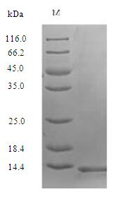 Greater than 90% as determined by SDS-PAGE.Recombinant Human Secreted Ly-6/Upar-Related Protein 1 (SLURP1) Protein (His)