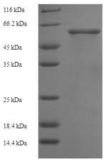 Greater than 90% as determined by SDS-PAGE.
