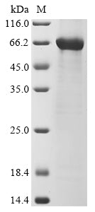 Greater than 85% as determined by SDS-PAGE.Recombinant Human Transcription Activator Brg1 (SMARCA4) Protein (His)