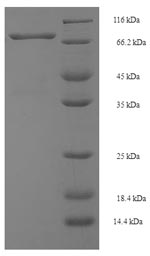 Greater than 90% as determined by SDS-PAGE.Recombinant Mouse Spermine Oxidase (SMOX) Protein (His-SUMO)