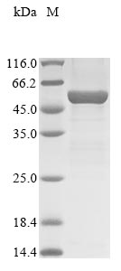 Greater than 85% as determined by SDS-PAGE.Recombinant Mouse Acid Sphingomyelinase-Like Phosphodiesterase 3B (SMPDL3B) Protein (His&Myc)