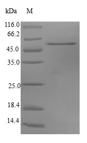 Greater than 90% as determined by SDS-PAGE.