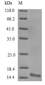 Greater than 85% as determined by SDS-PAGE.Recombinant Mouse Alpha-Synuclein (SNCA)