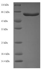 Greater than 90% as determined by SDS-PAGE.Recombinant Human Syntaphilin (SNPH) Protein (His-SUMO)