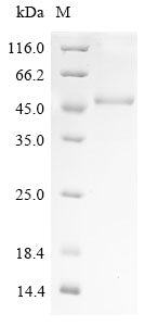 Greater than 85% as determined by SDS-PAGE.Recombinant Human Sorting Nexin-16 (SNX16) Protein (His)