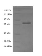 Greater than 90% as determined by SDS-PAGE.