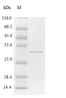 Greater than 90% as determined by SDS-PAGE.Recombinant Human Suppressor Of Cytokine Signaling 1 (SOCS1) Protein (His)