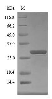 Greater than 85% as determined by SDS-PAGE.Recombinant Mouse Suppressor Of Cytokine Signaling 1 (SOCS1) Protein (His&Myc)