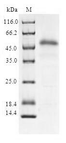 Greater than 90% as determined by SDS-PAGE.