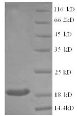 Greater than 90% as determined by SDS-PAGE.Recombinant Mouse Superoxide Dismutase [Cu-Zn] (SOD1) Protein (His)