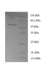 Greater than 90% as determined by SDS-PAGE.