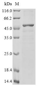 Greater than 90% as determined by SDS-PAGE.