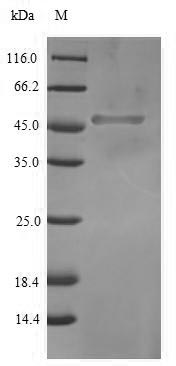 Greater than 90% as determined by SDS-PAGE.Recombinant Human Transcription Factor Sox-2 (SOX2) Protein (His-SUMO)