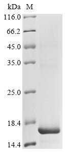 Greater than 85% as determined by SDS-PAGE.Recombinant Papio Hamadryas Sperm Acrosome Membrane-Associated Protein 3 (SPACA3) Protein (His&Myc)