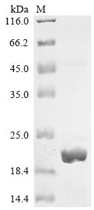Greater than 85% as determined by SDS-PAGE.Recombinant Human C-Jun-Amino-Terminal Kinase-Interacting Protein 4 (SPAG9) Protein (His&Myc)