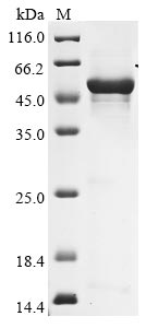 Greater than 85% as determined by SDS-PAGE.Recombinant Human Hyaluronidase Ph-20 (SPAM1) Protein (His)