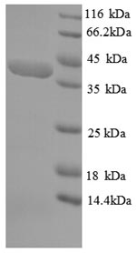 Greater than 90% as determined by SDS-PAGE.
