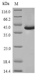 Greater than 85% as determined by SDS-PAGE.Recombinant Human Transcription Factor Pu.1 (SPI1) Protein (His)